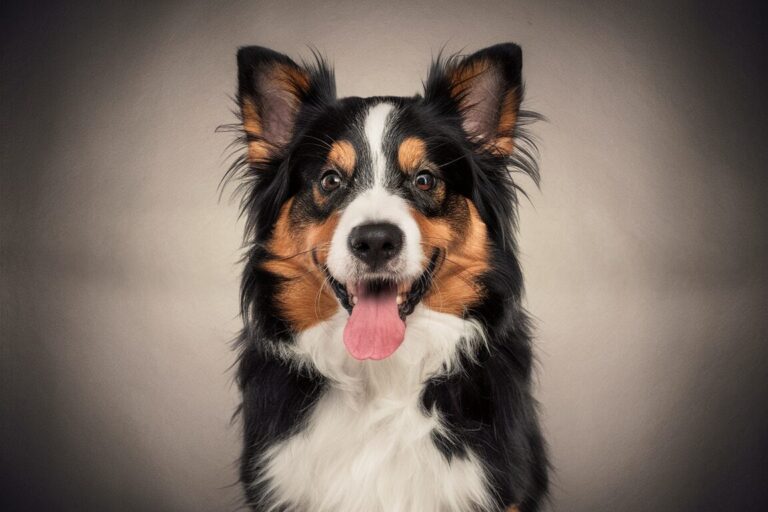 Quels sont les signes qu’un chien est trop nourri ?