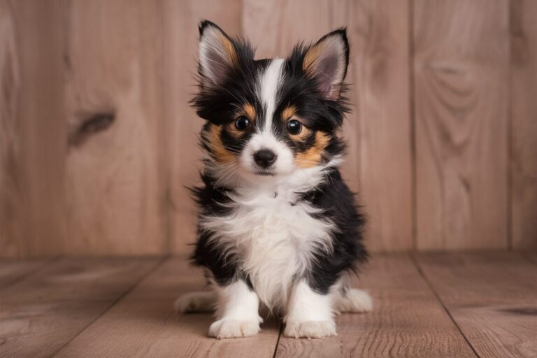 Quelle alimentation est idéale pour un chiot en pleine croissance ?